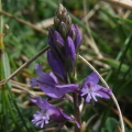 Common Milkwort