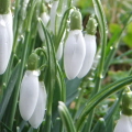 Snowdrop