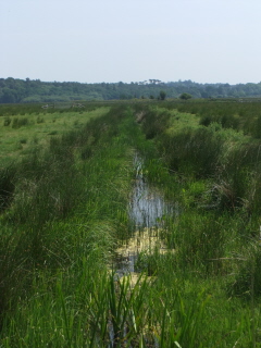 Drainage ditch