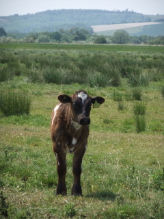 Calf