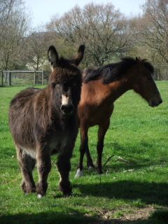 Donkey and pony