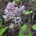 Winter Heliotrope