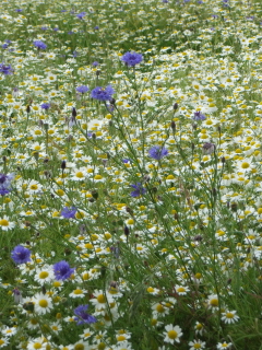 Cornflowers and ox-eye daisies