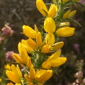 Dwarf Gorse