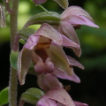 Broad-leaved Helleborine