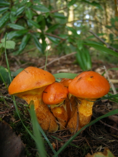 Fungi