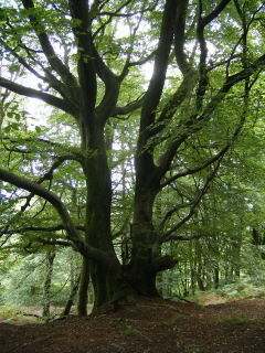 Beech