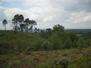 Black Down