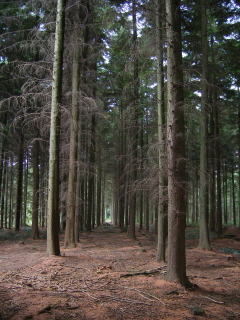 Forest