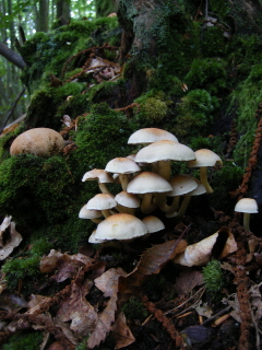 Chestnut coppice stool