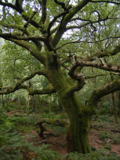 Oak Tree