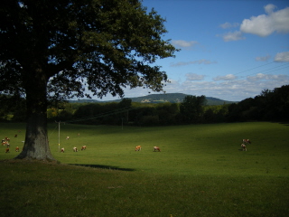 View of Black Down