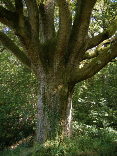 Oak Tree
