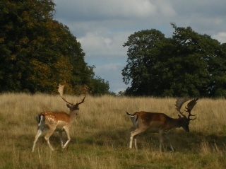 Fallow deer