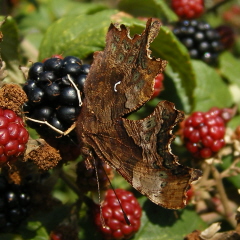 Comma butterfly