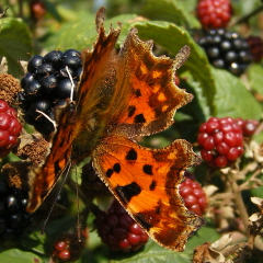 Comma butterfly