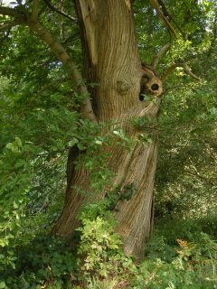 Sweet chestnut tree