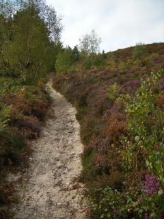 Ambersham Common