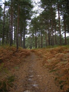 Hayshott Common