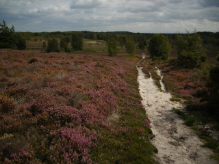 Iping Common
