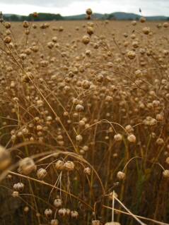 Flax