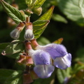 Skullcap