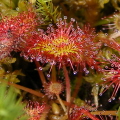 Common Sundew