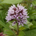Water Mint