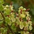 Wood Sage