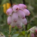 Cross-leaved Heath