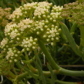 Rock samphire
