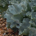 Sea Kale