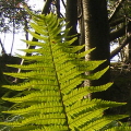 Fern