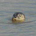 The seal Seal
