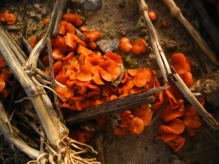 Orange fungi in stubble (Aleuria aurantia?) Orange fungi