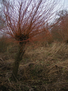 Osier (coppiced willow), Henry Sclater's Plantation Osier