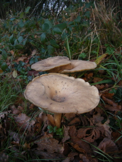 Fungi, just outside Newick Fungi