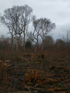 Wapsbourne Wood Wapsbourne Wood