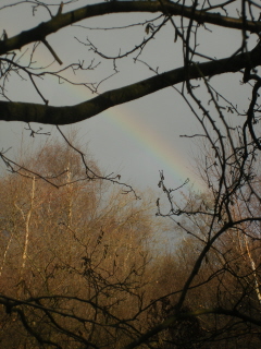 Rainbow, Henfield Wood Rainbow