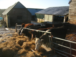 Sidnye Farm Sidnye Farm