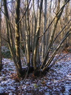 Coppice, East Hanger Wood Coppice