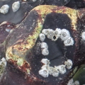 Barnacles