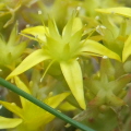 Biting Stonecrop
