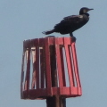 Cormorant