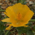 Yellow Horned-Poppy