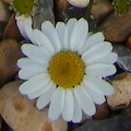 Sea Mayweed