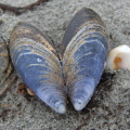 Mussel shell