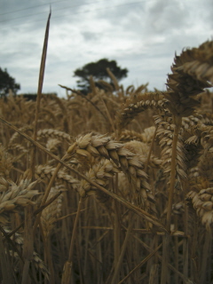 Wheat field