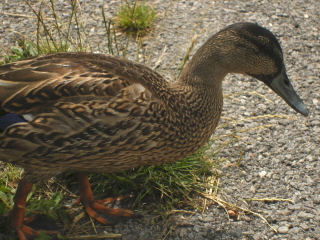 Duck
