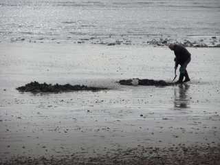 Digging for bait